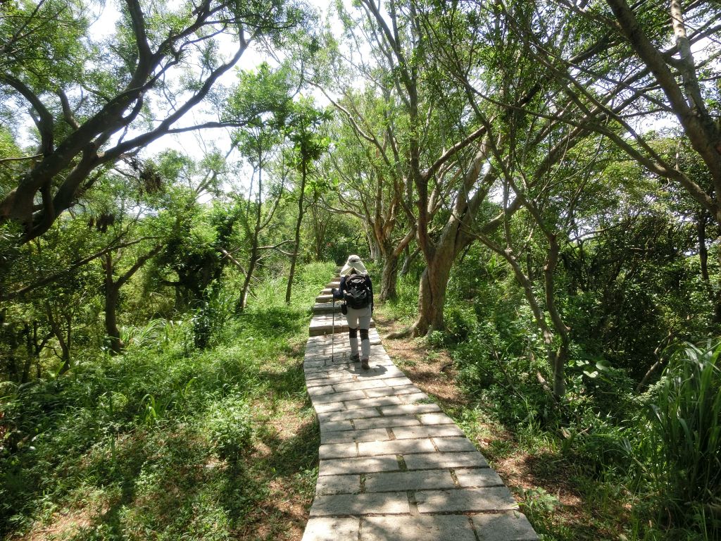 虎山親山步道_166652