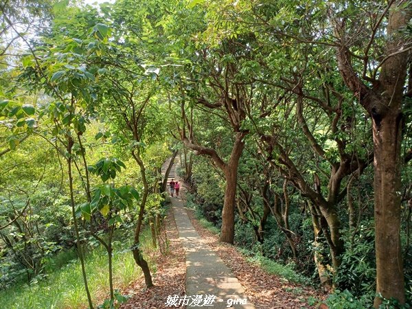 【彰化員林】綠樹林間散散步。 臥龍坡步道封面圖