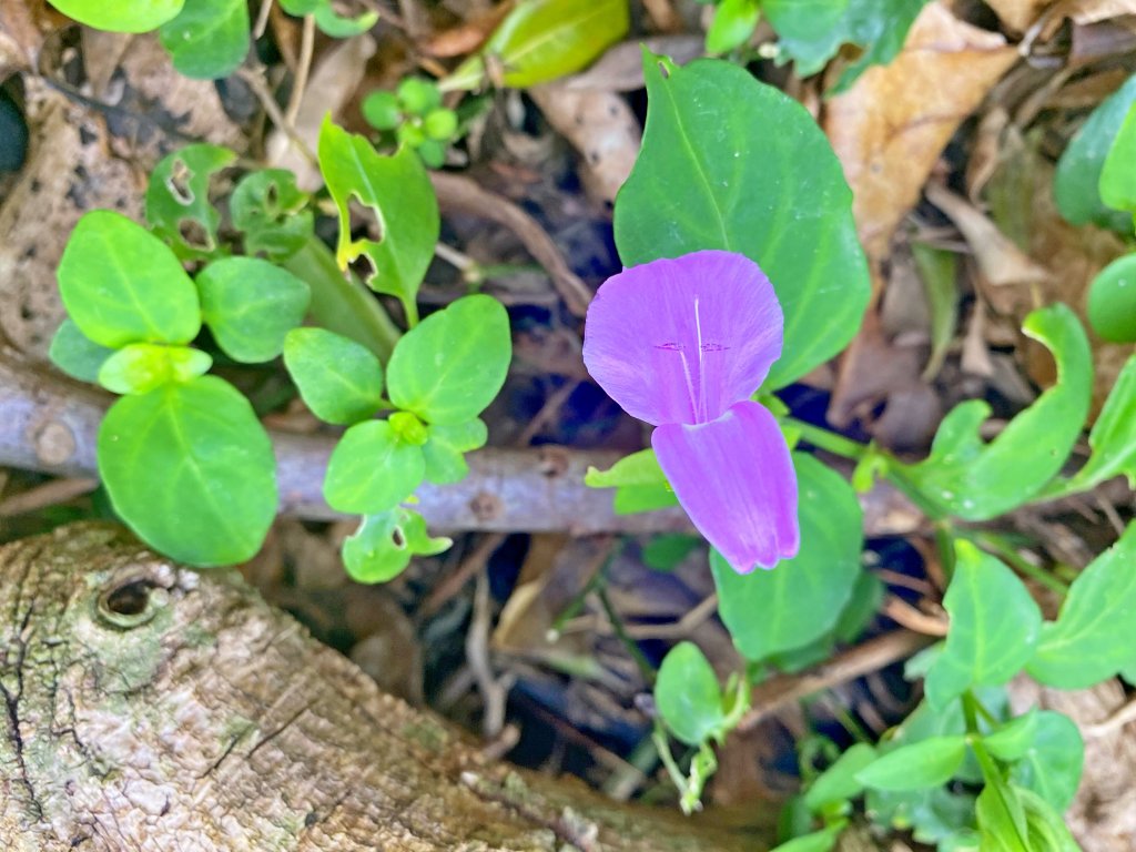 墾丁爬小山三日遊 _1188797