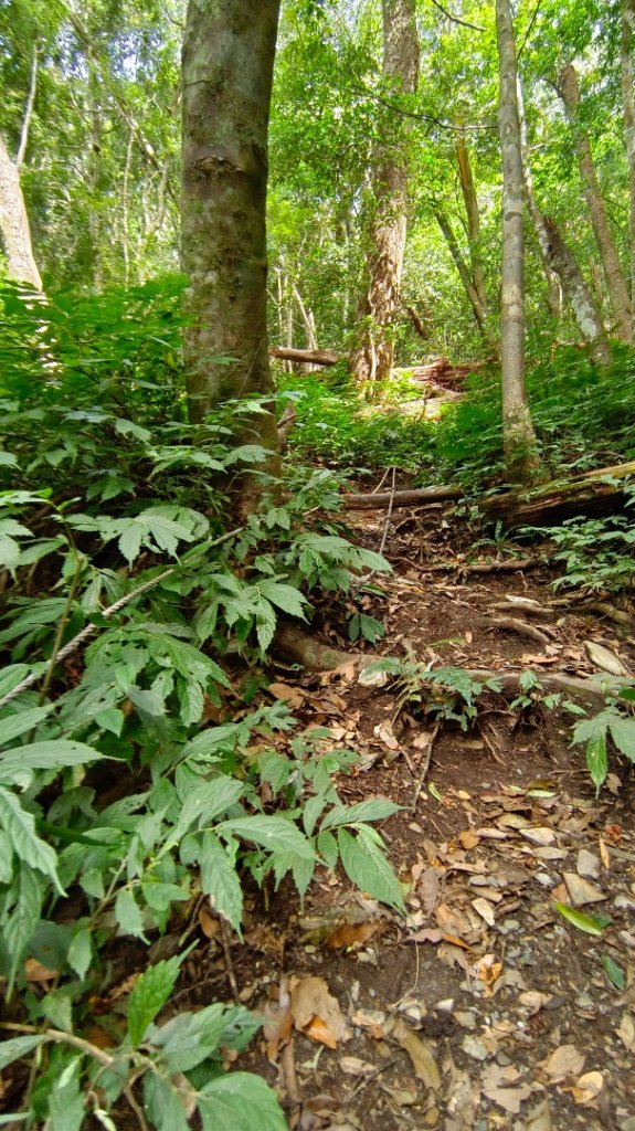 南東眼山/南東眼山南峰/夢谷瀑布（埔里六秀之四）_1897710