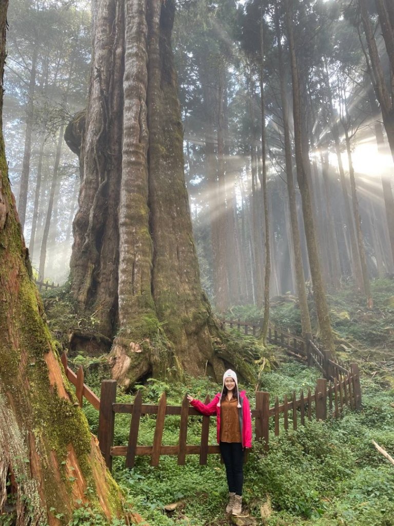 阿里山 水山巨木步道_1741730