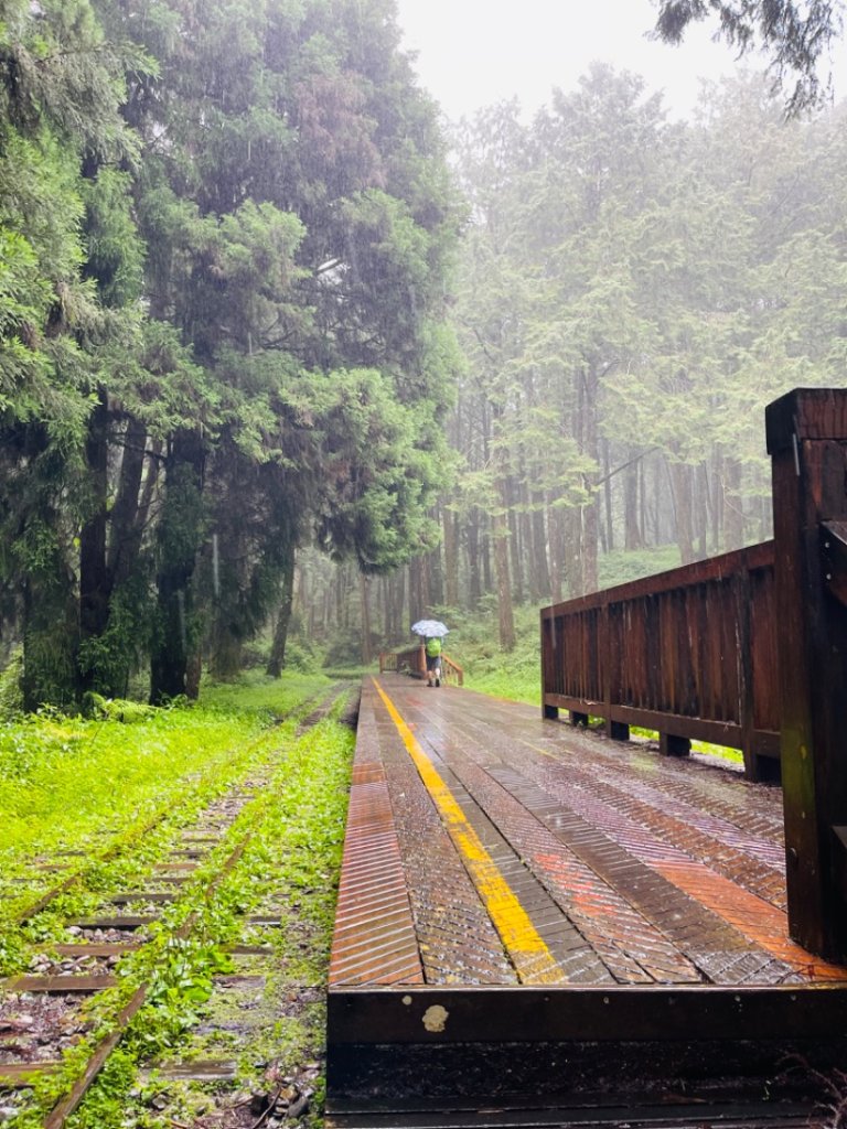 1130610水山巨木步道O繞_2523654