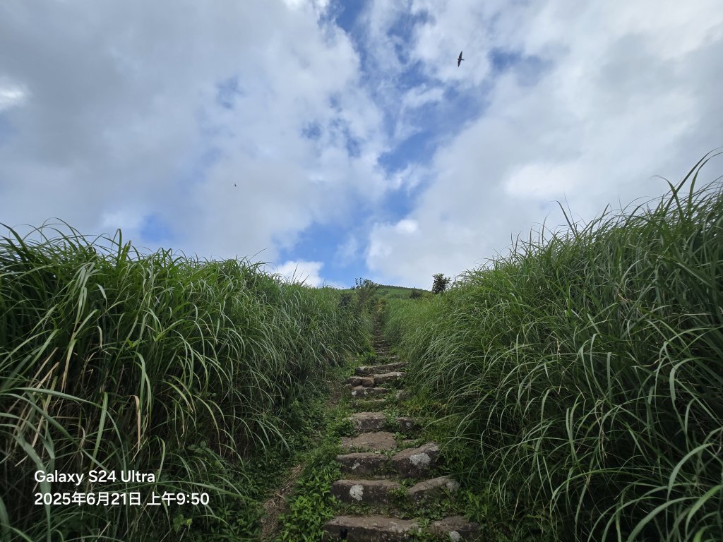 2025-06-21臺北大縱走第二段：二子坪至小油坑_2821046
