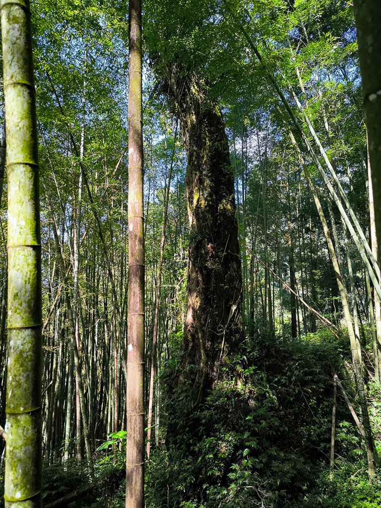 2025-09-14 奮起湖_2887393