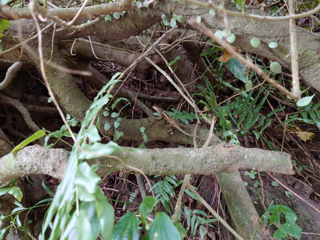微笑山線之烘爐地任務_2836504
