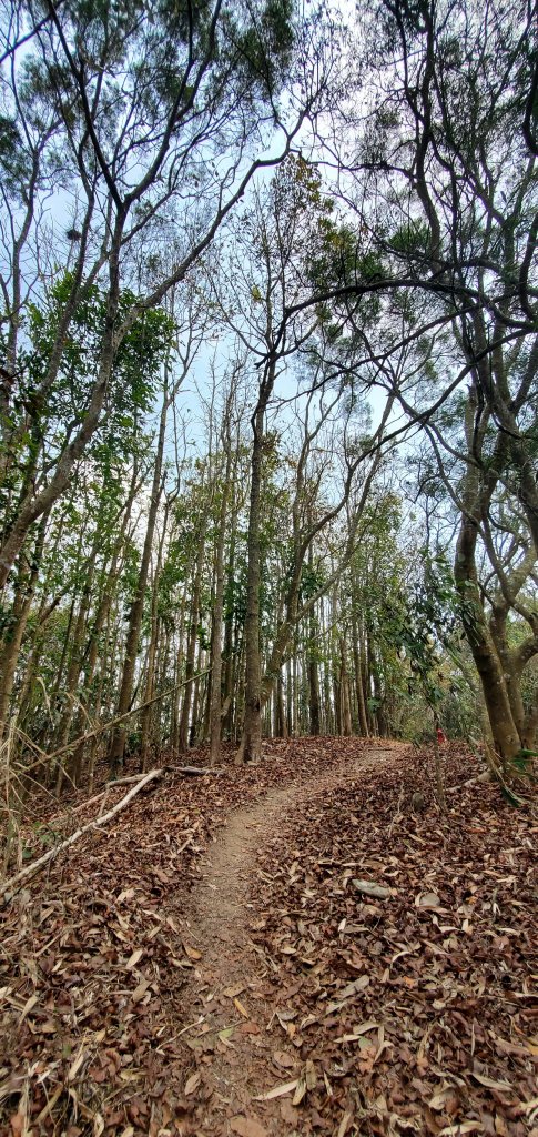 2023-04-15刣牛湖山登山步道_2114706