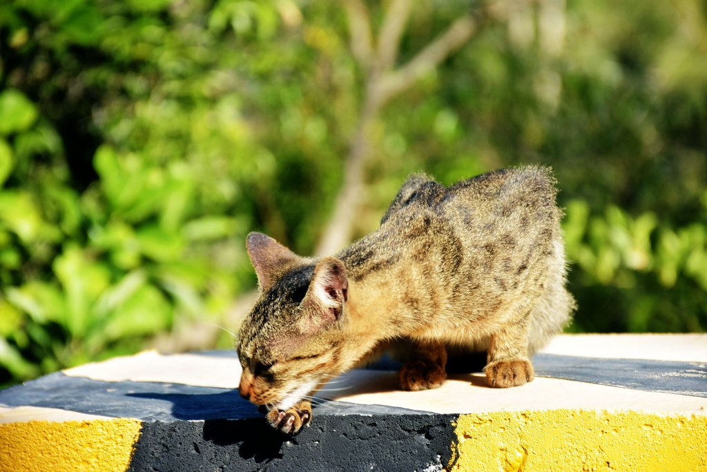 20201011金門戰地風情03_1137173