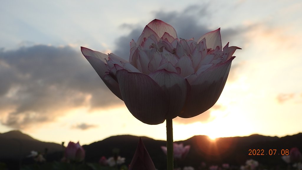 雲山水花鳥蝶 - 天龍國阿伯的日常 7/8&11_1757154