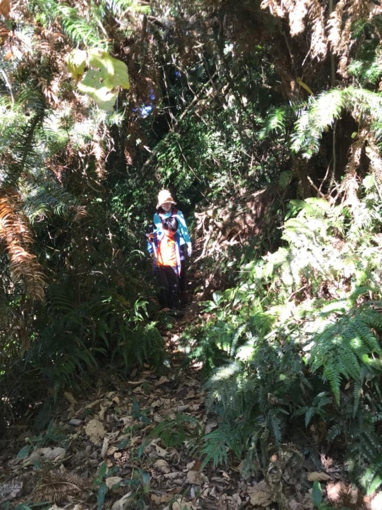 細道邦山 馬那邦山_464714