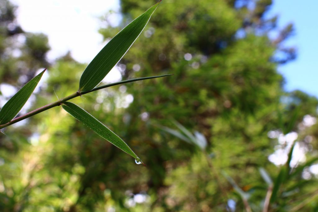 小奇萊步道_175932