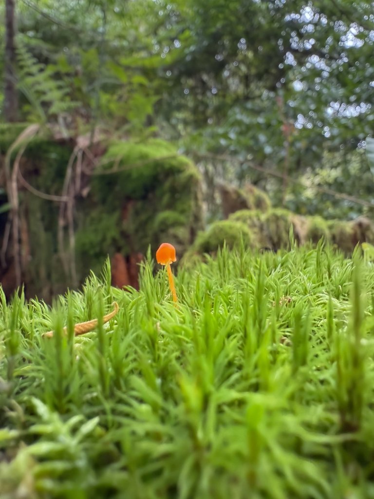 鹿屈山-杉林溪賞花趣_2816482