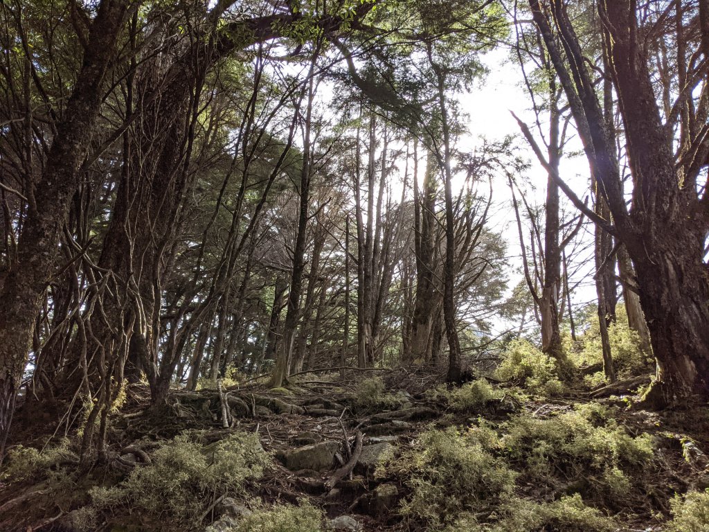 【野生動物的天堂】楠梓仙溪上南玉山_1423806