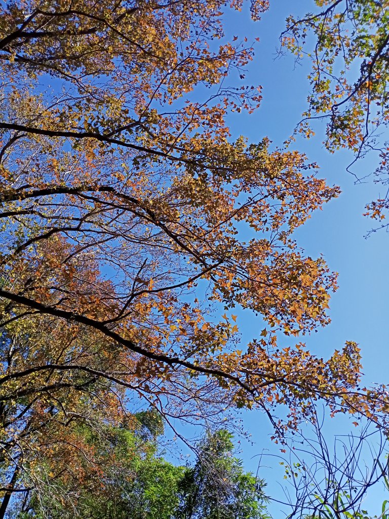 桃園大溪石門水庫楓林步道、齋明寺古道【南山神壽任務】_1963945