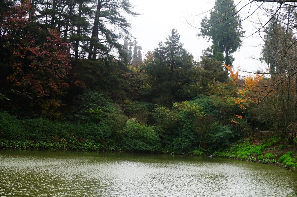 深秋。楓紅_1190392