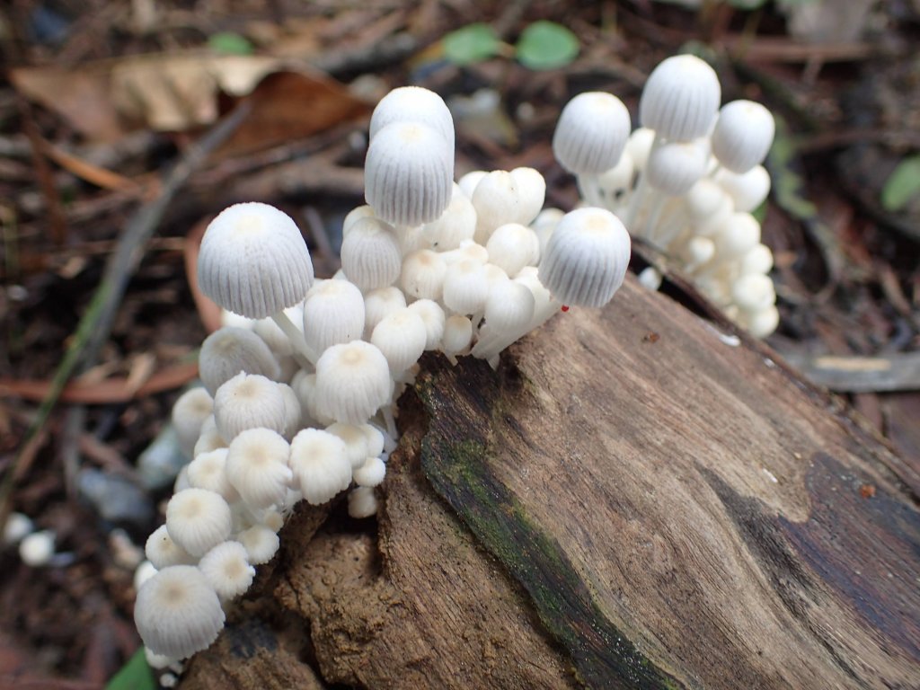 訪仙跡岩, 尋找神仙落腳的痕跡!_1740826