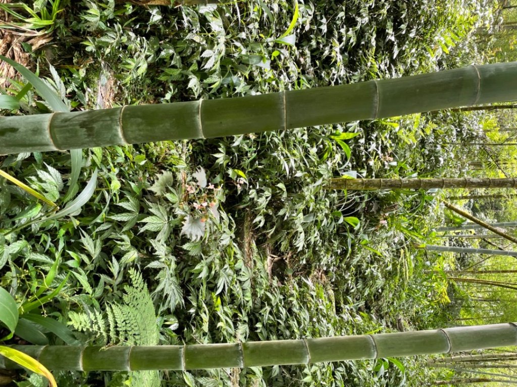 大湖尖山、天雲山，文峰山O型縱走_1740193
