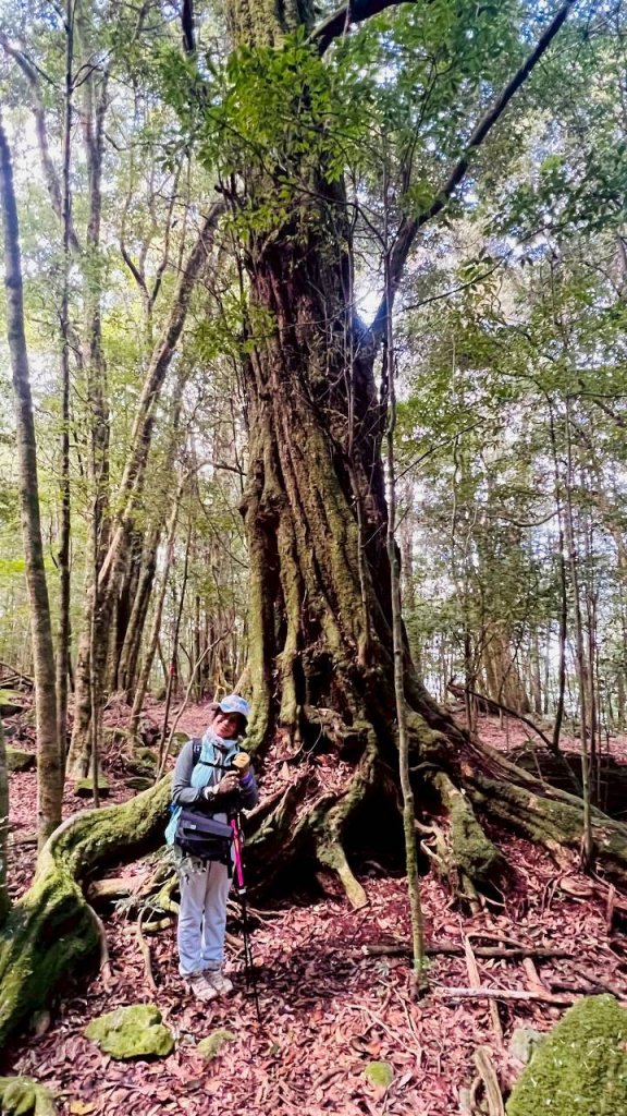 🌈3/7（六）谷關七雄波津加~大雪山進谷關出✨FB：熊熊趴爬走🌈_3011480