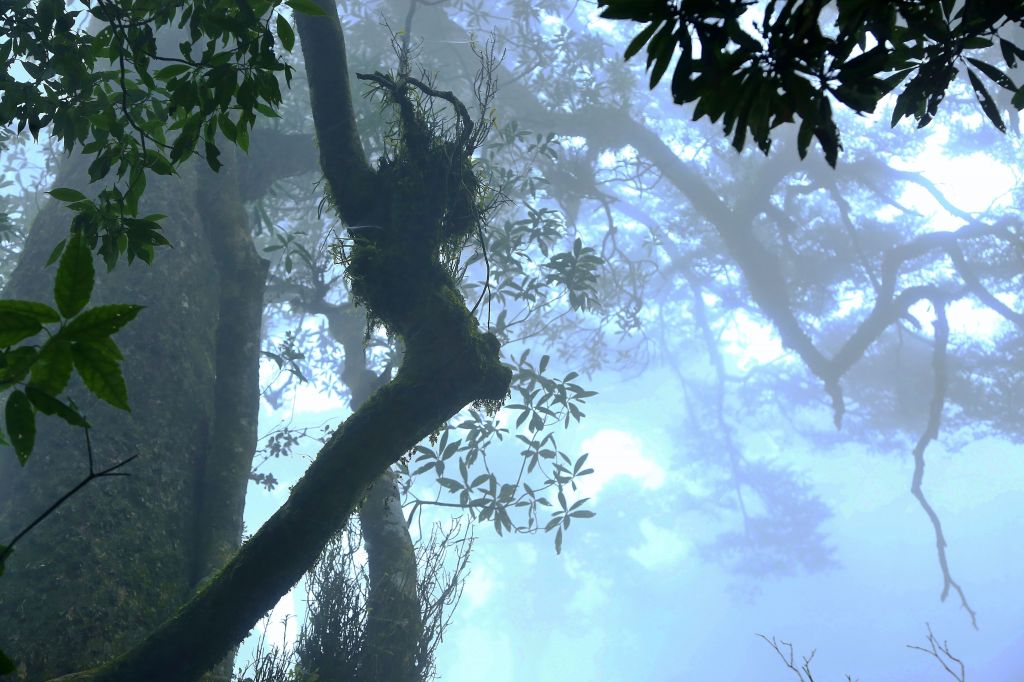 大武地壘---鐵杉-雲海-月色-變色葉_140713