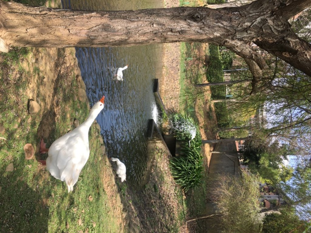 福氣步道、養生步道、長庚養生文化村_2441857