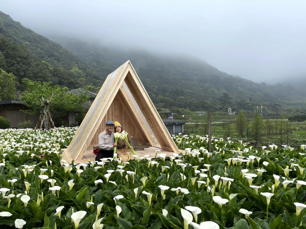 賞海芋 登七星 一次滿足20210314封面圖