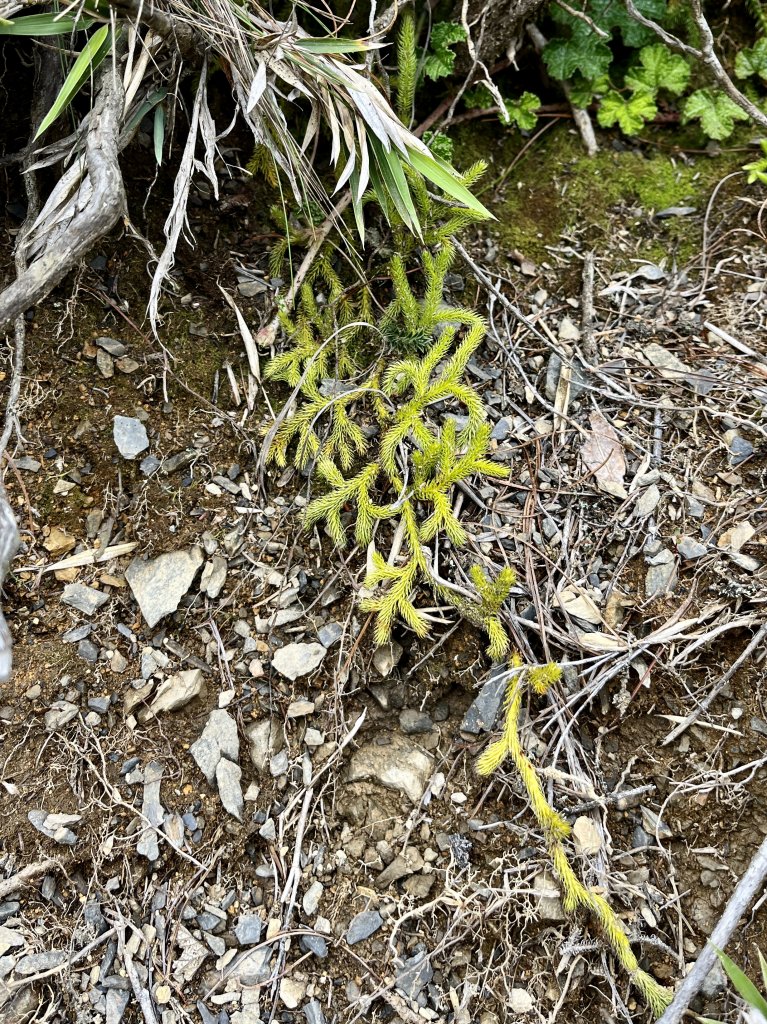 【山の紀事】高山植物花卉_2224650