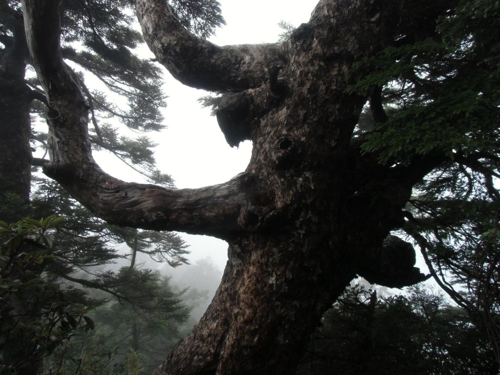 合歡西峰（百岳）封面圖