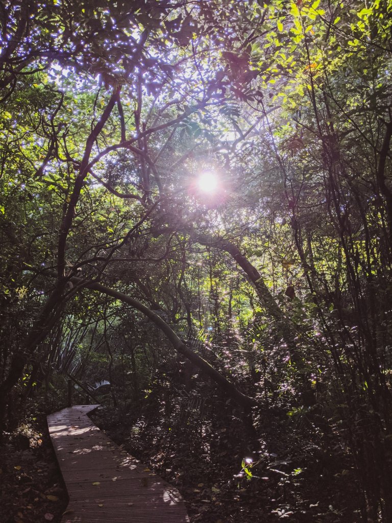 【高雄市後花園】南北壽山(柴山)O行 - 木を探しています_1483640