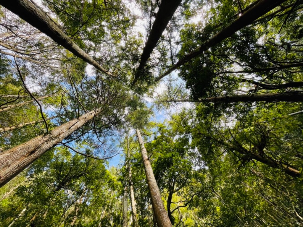 【內鳥嘴山】金黃色山毛櫸_1202557