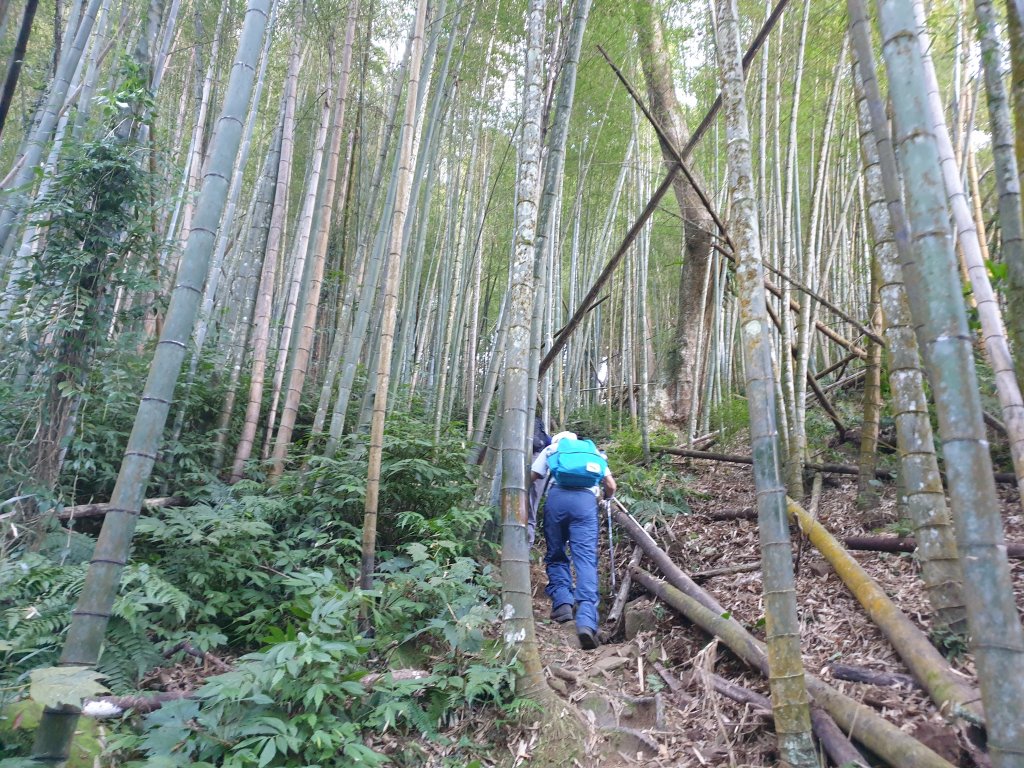 20230115鳳凰山、南鳳凰山、溪頭天文台_2018661