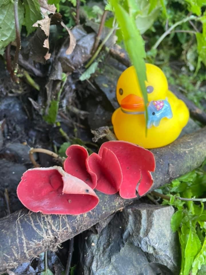 2022霞喀羅古道精華段/養老-白石吊橋賞🍁楓趣_1970439