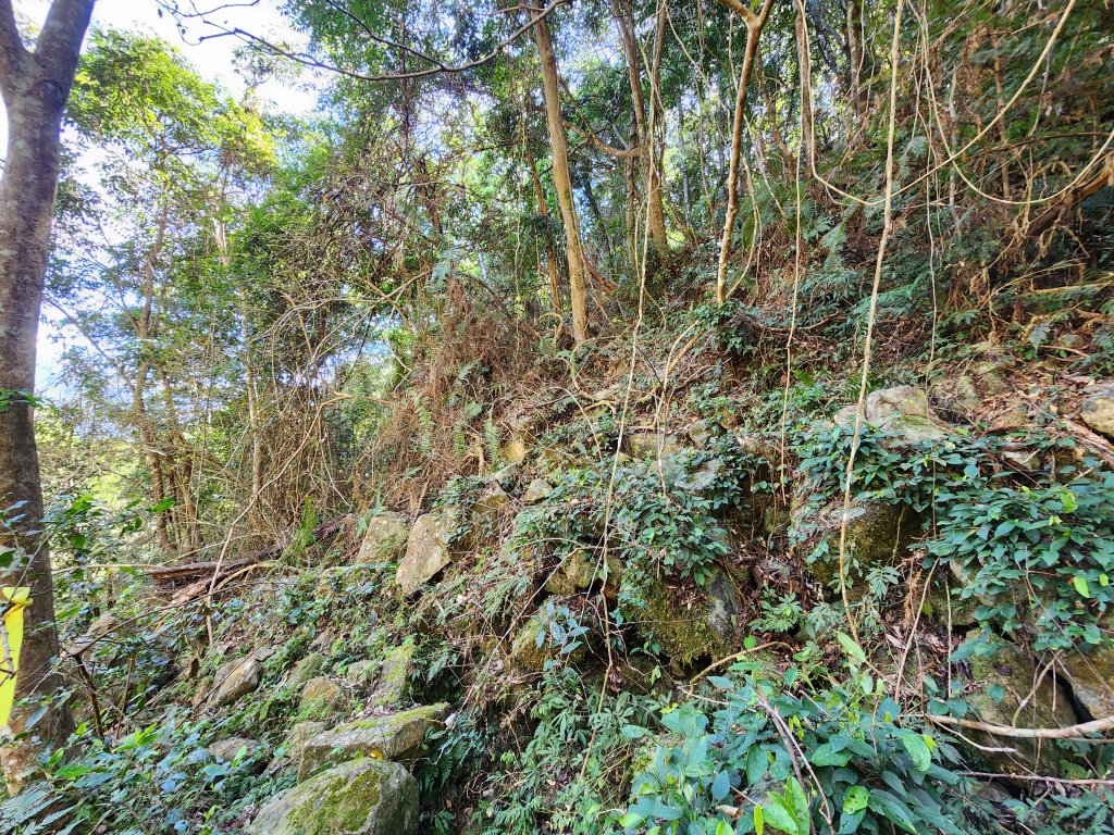20240324求安隘勇線上阿冷山_2490156