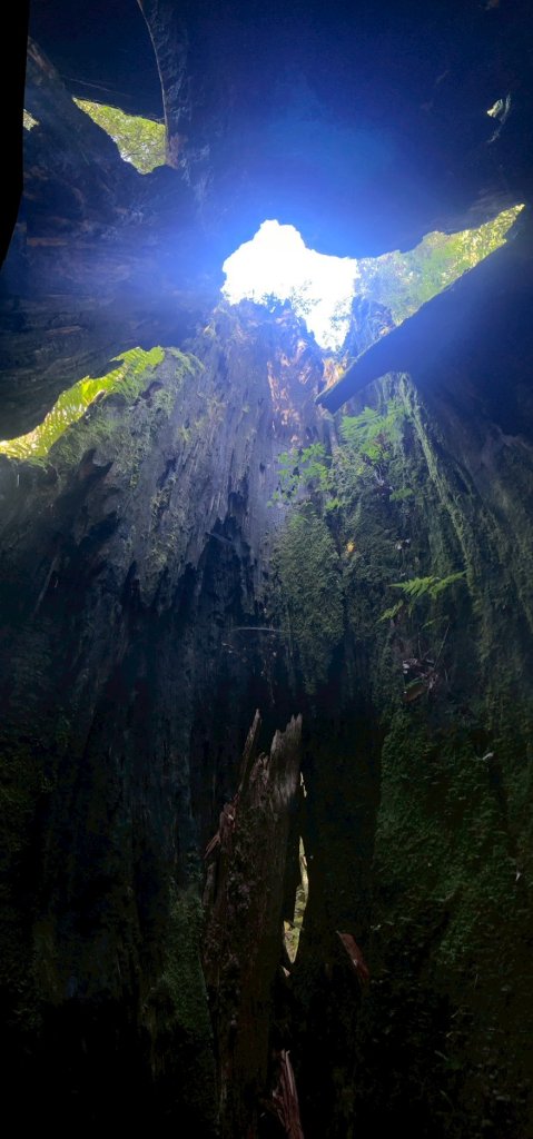 新竹 尖石 鎮西堡巨木群步道A線巨木群 毒龍潭_2884742