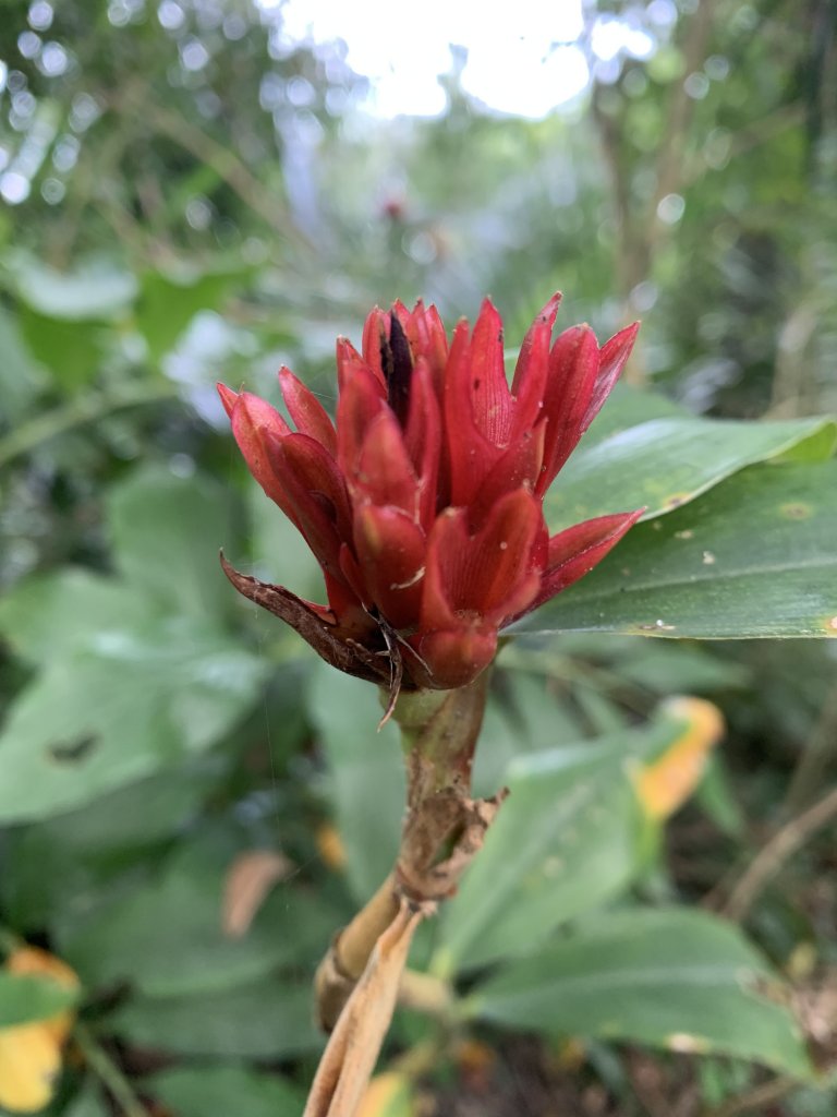 20231111台南烏山縱走_2354187