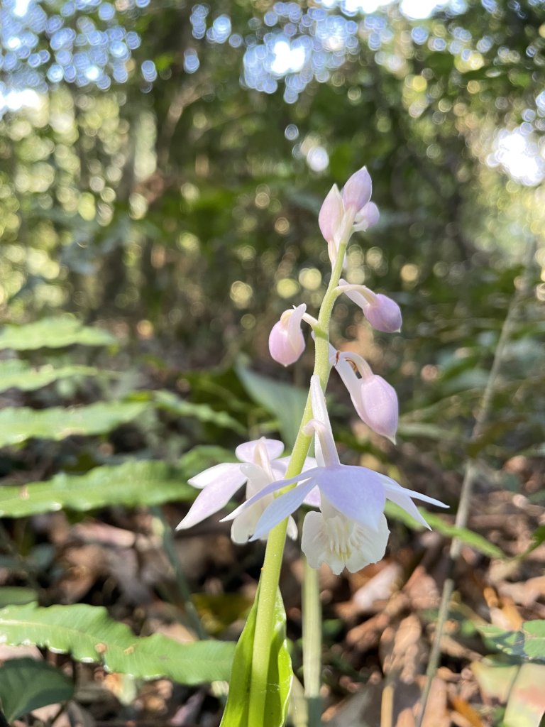 2020/03/12 那結山＆貴妃山 O形縱走_1650306
