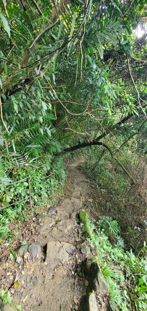 2024-11-23臺北大縱走第六段：中華科技大學至捷運麟光站_2653490