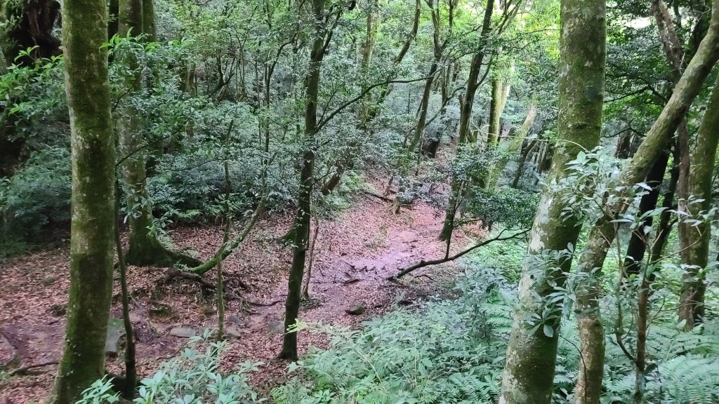 東眼山步道_1066658