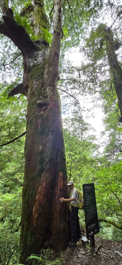 拉拉山巨木步道-塔曼山步道_20240702_2569678
