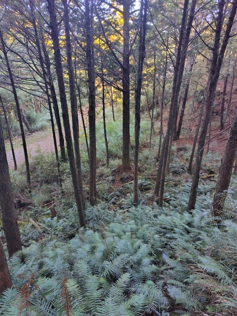 大雪山森林遊樂區 遊客中心 小神木 北三錐山 平石山西北峰_2952991