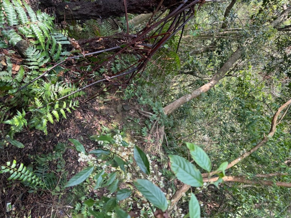 桂山路197巷 》呂奔山北峰 》呂奔山 》阿玉壩_2755799
