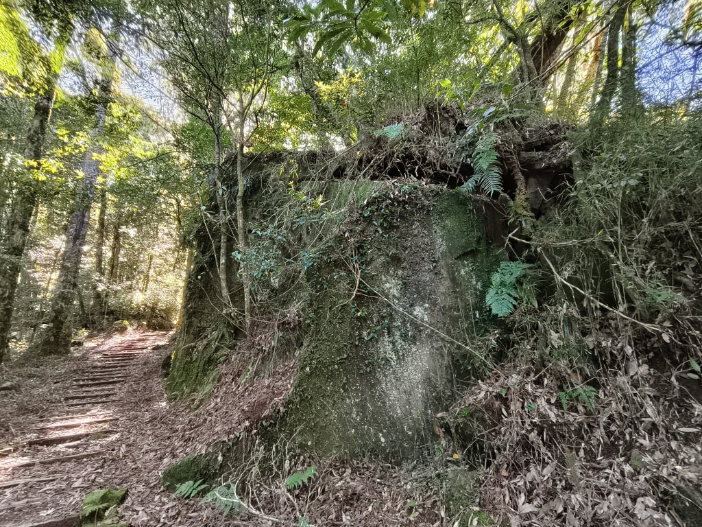 [百山百鳥尋旅-12/15] 2025_0928 特富野古道_2899745