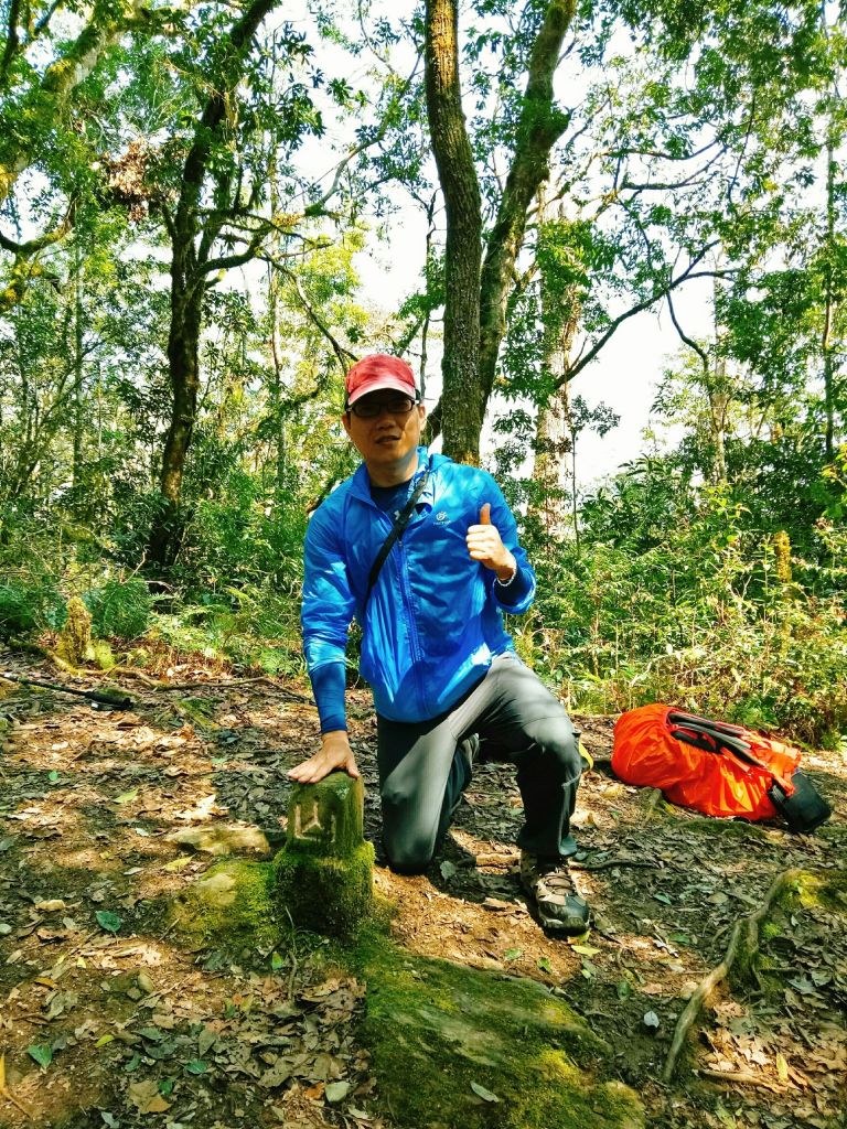 米羅山之木_292899