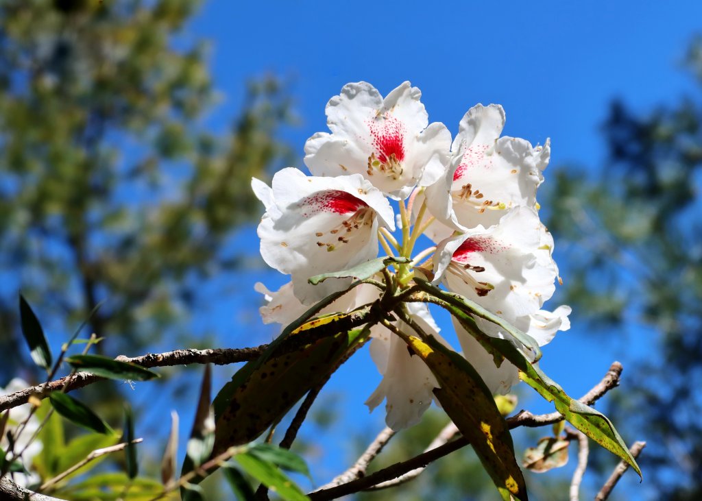 鹿林山+石水山+東埔山 20240402_2481633