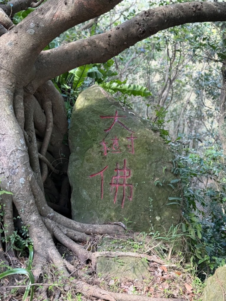 鳳鳴-龜山-鶯歌六連峰縱走/樹林大凍山-鶯歌蛋石山-鶯歌陶瓷博物館_2697058