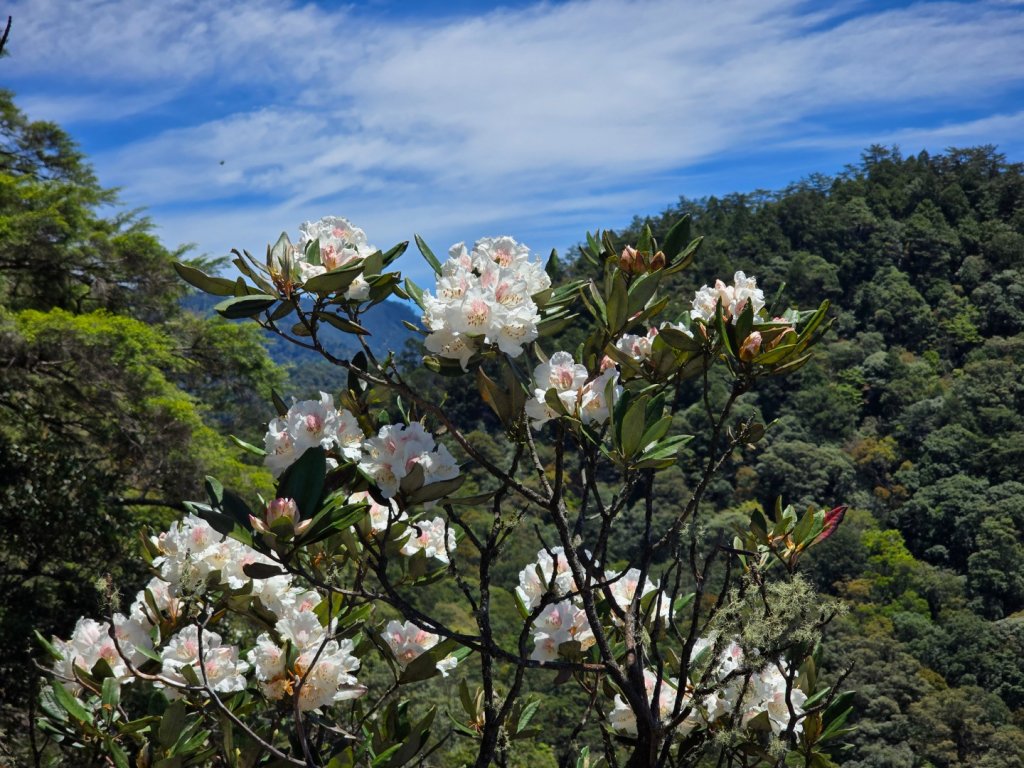 鳶嘴山杜鵑盛開_2770233