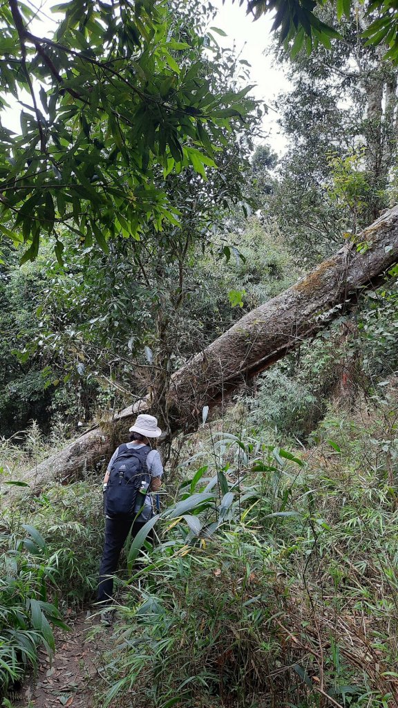 《新竹》幸福雲海｜鵝公髻山步道X山上人家20221105_1900178
