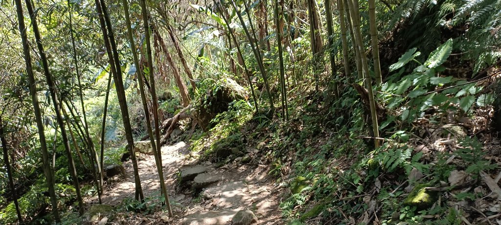 20220312_馬那邦山 細道邦山南峰 細道邦山_1637085