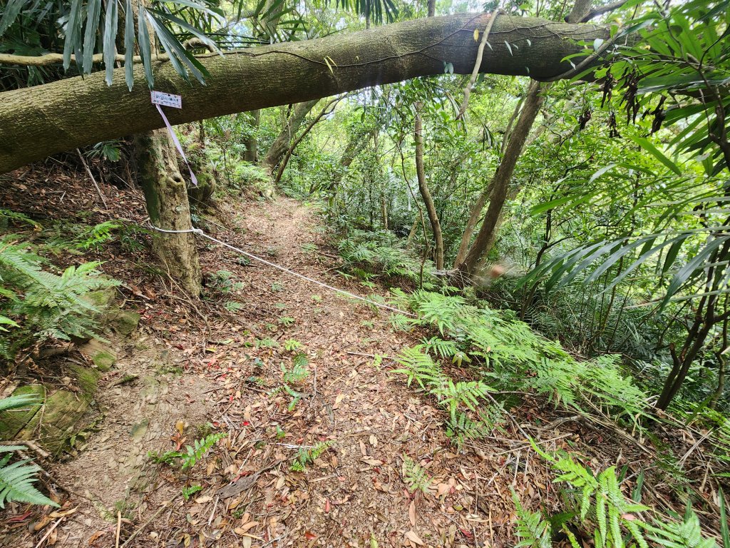 20250419蕩跋山劉家界山老社寮山新富山_2936235