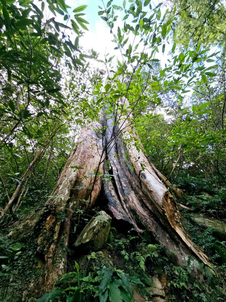 北得拉曼巨木步道-新竹縣尖石鄉_2663534