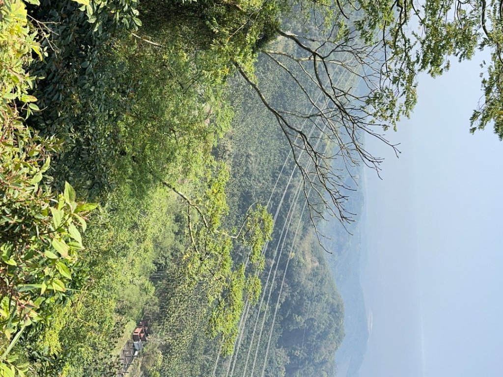 20250308古坑後棟山涼亭、挑筍古道_2730473