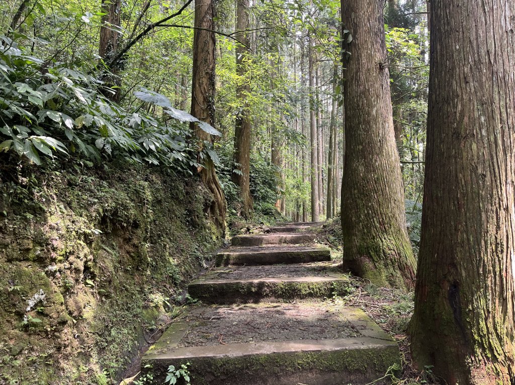 [踢不爛大地遊戲-08/10] 2024_0504 溪頭觀景步道_2496740